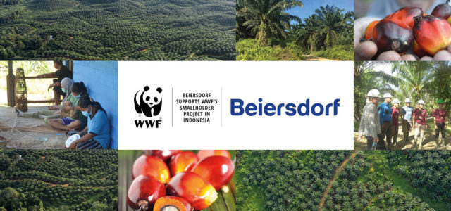 Palmöl, Palm(kern)öl, Beiersdorf nachhaltig